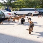 Shkodra mbushet me qen endacak / Bashkitë e tjera i sjellin me furgona
