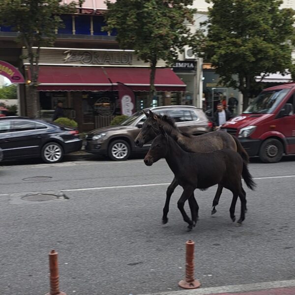 “Pa patentë, pa targa”, kuajt shijojnë fundjavën në mes të&hellip;